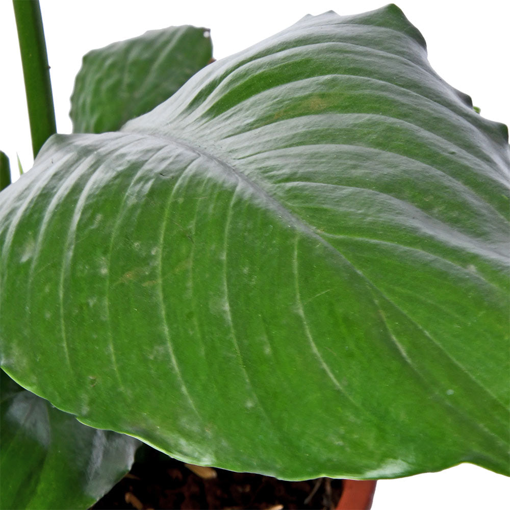 Spathiphyllum (Peace Lily)