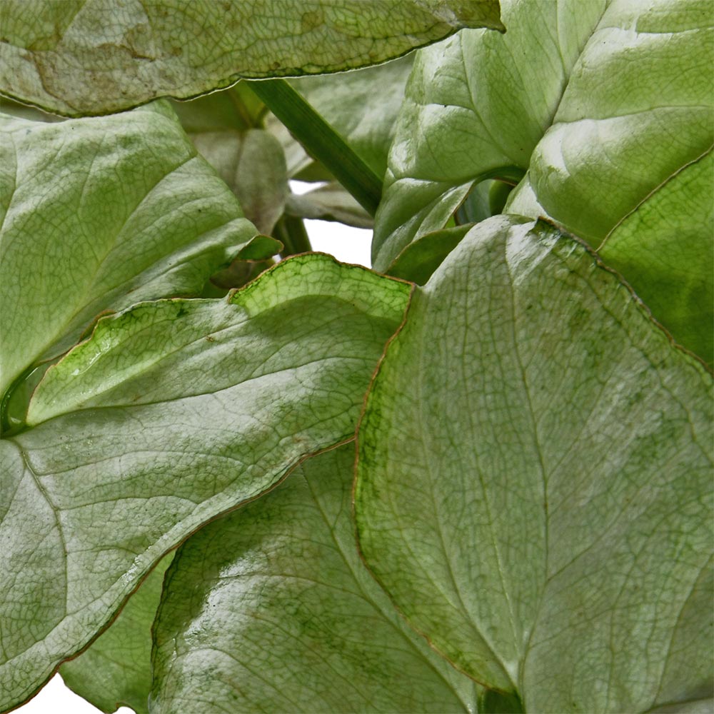 Syngonium Green