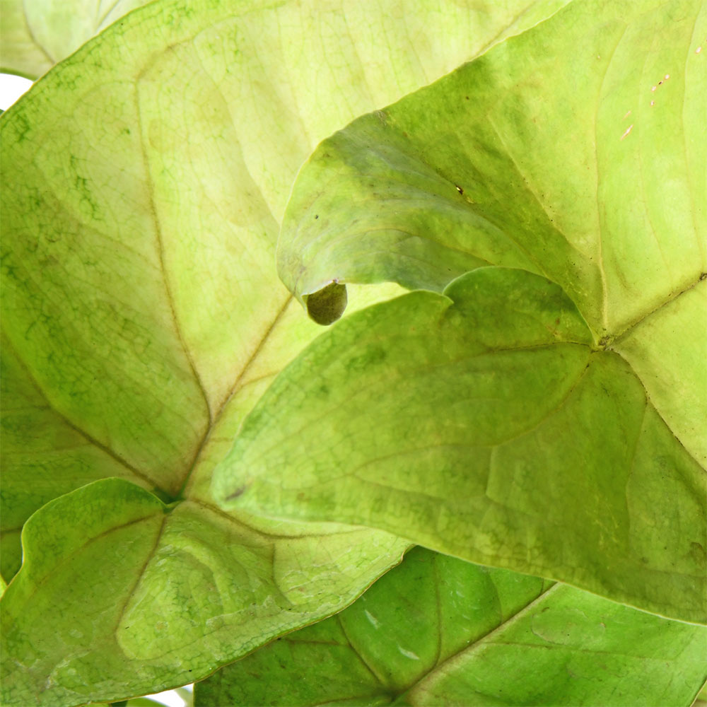Syngonium Cream Allusion (Pink Veins)