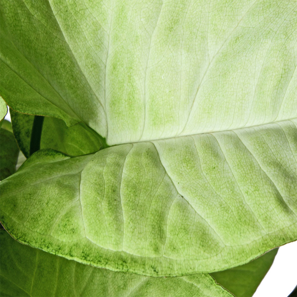 Syngonium Pixie Green