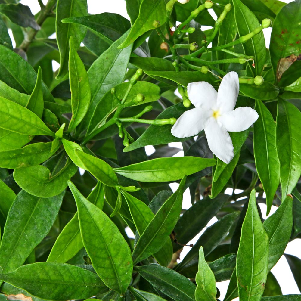Tagar Plant