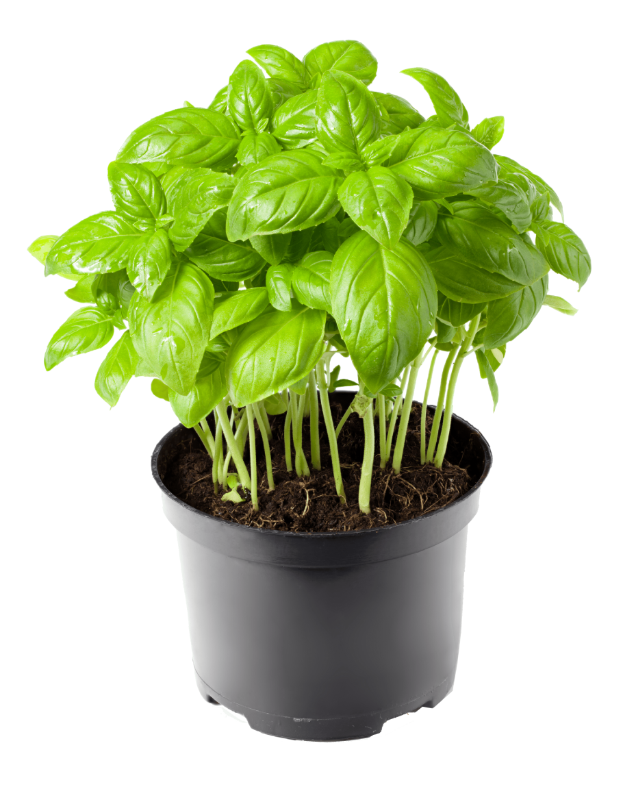 Italian Basil