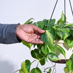 Peperomia Hanging