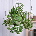 Peperomia Hanging