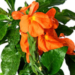 Abuli