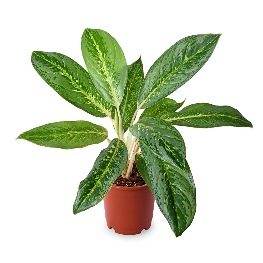Aglonema Ghost (Chinese Evergreen)