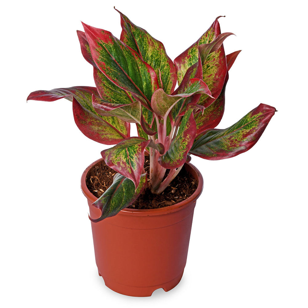 Agloneama Lipstick Natural Live Plant with Nursery Pot