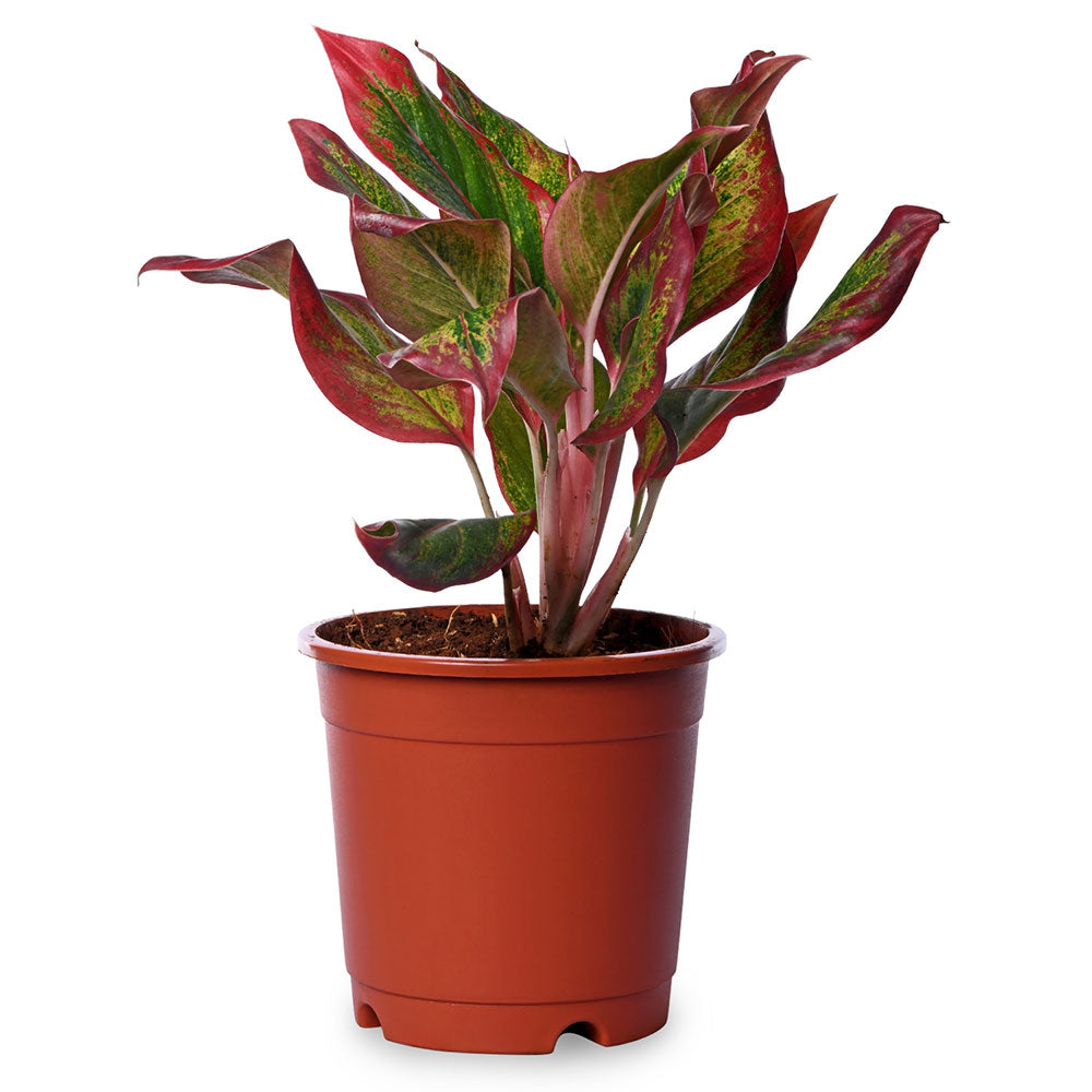 Agloneama Lipstick Natural Live Plant with Nursery Pot