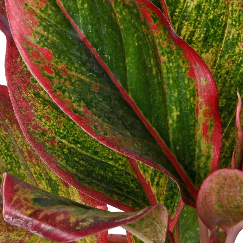 Agloneama Lipstick Natural Live Plant with Nursery Pot