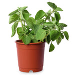 Ajwain (Mexican Mint)