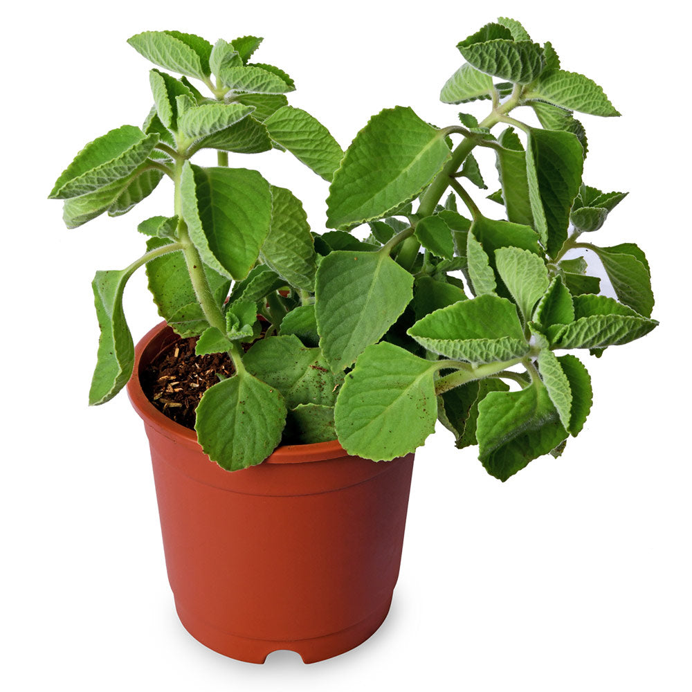 Ajwain (Mexican Mint)