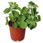 Ajwain (Mexican Mint)
