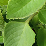 Ajwain (Mexican Mint)