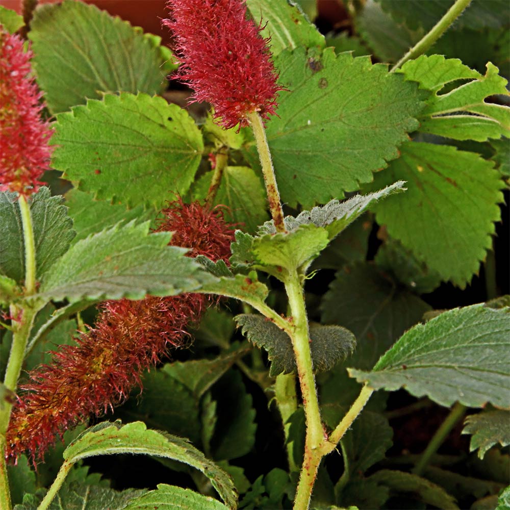 Alcaphya Hisphida