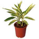 Alpenia Varigated
