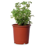 Aralia Snow White