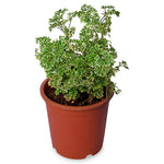 Aralia Snow White