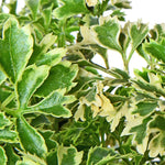 Aralia Snow White