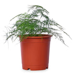 Asparagus Plumosus Fern