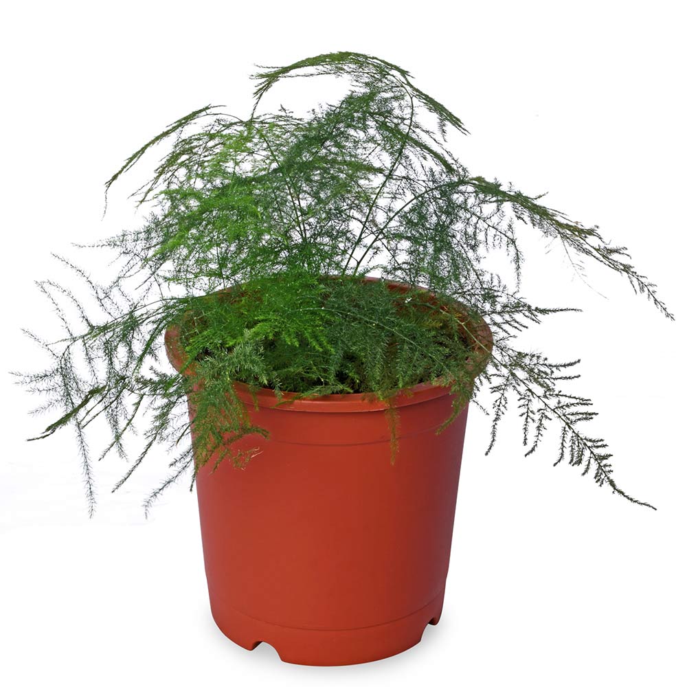 Asparagus Plumosus Fern