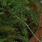 Asparagus Plumosus Fern