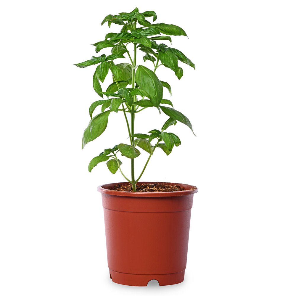 Italian Basil