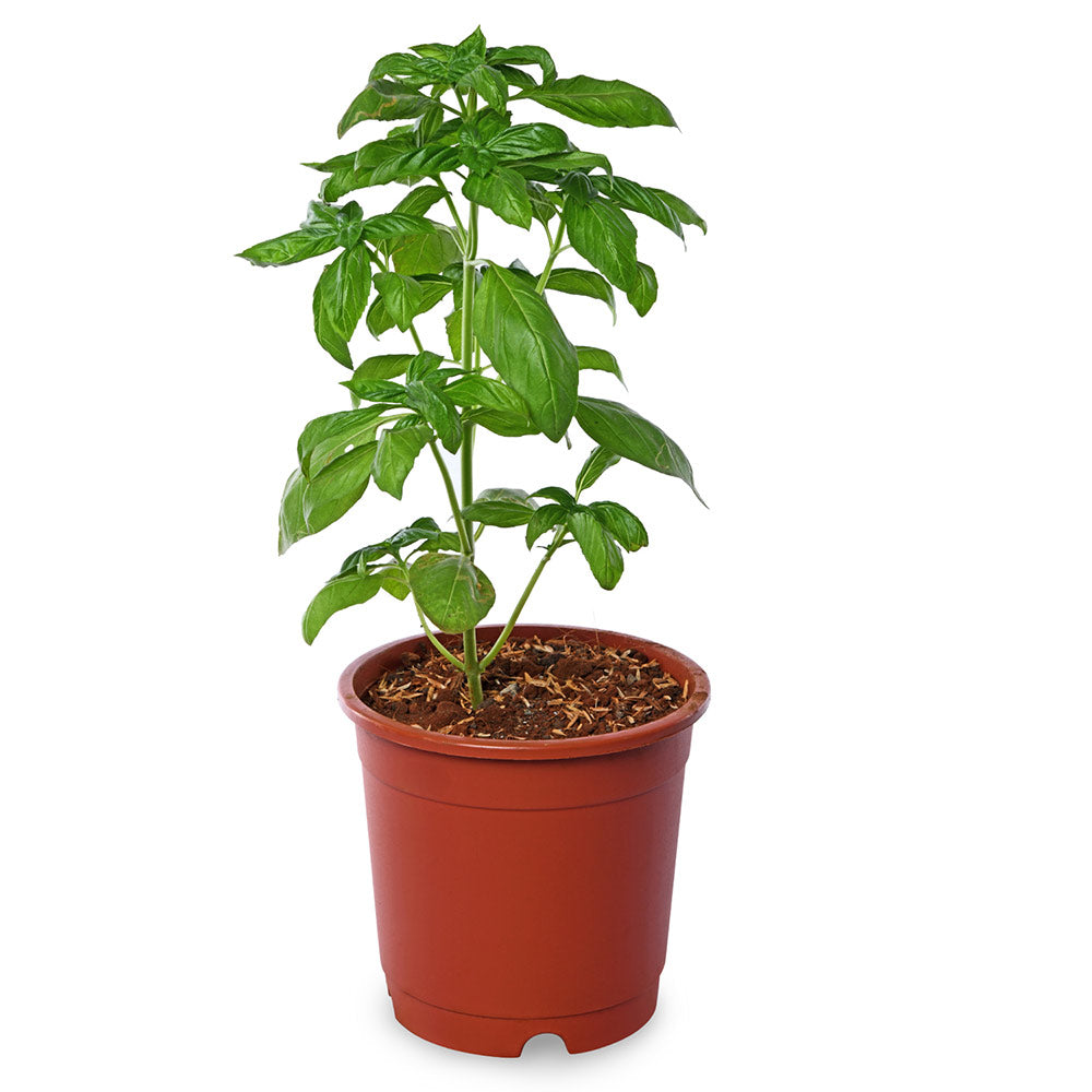 Italian Basil