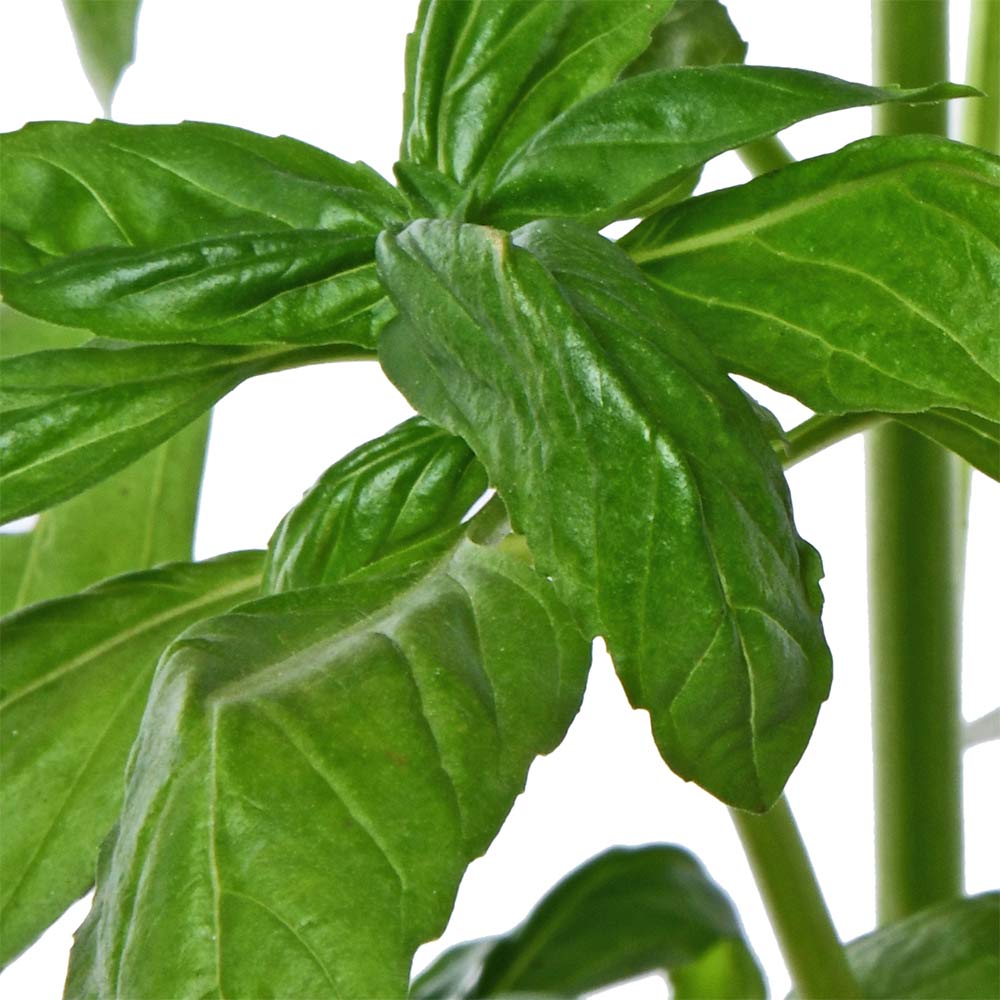 Italian Basil