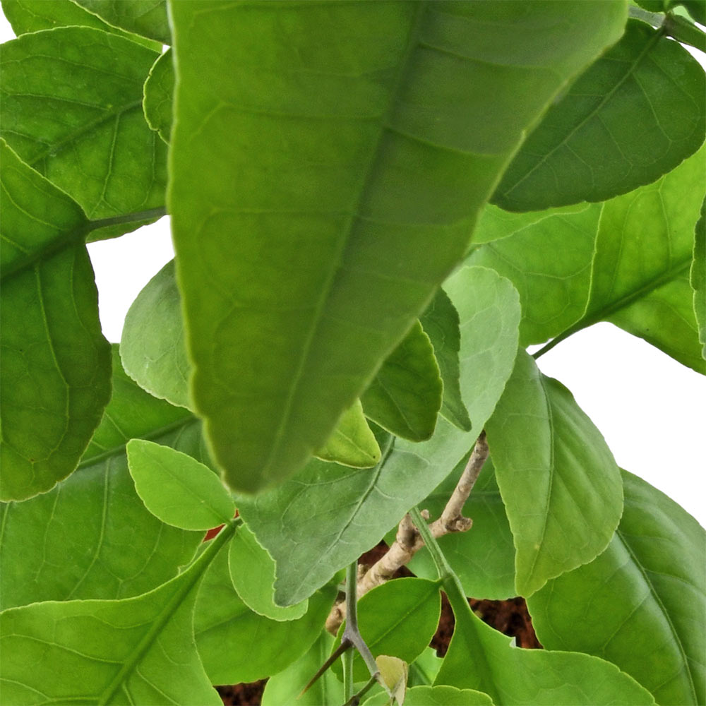 Belpatra
