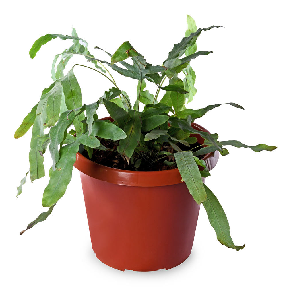 blue star fern dogs Blue Star Fern