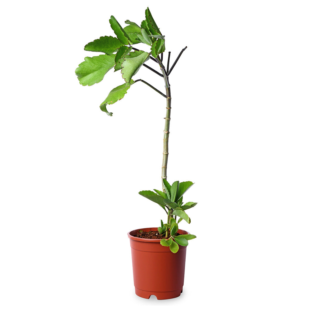 Bryophyllum