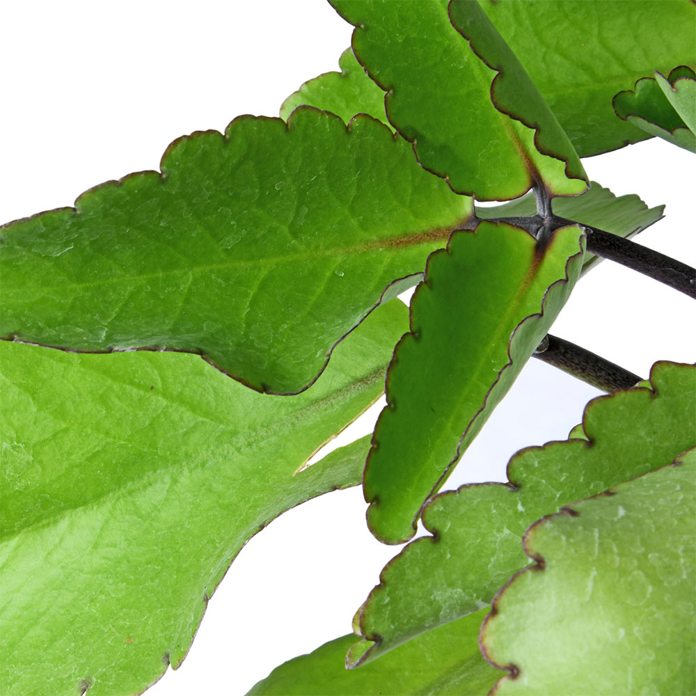 Bryophyllum
