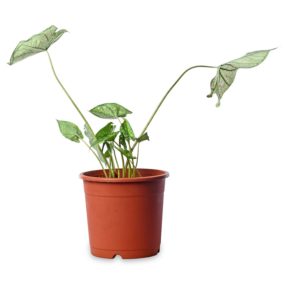 Caladium Red Dottie