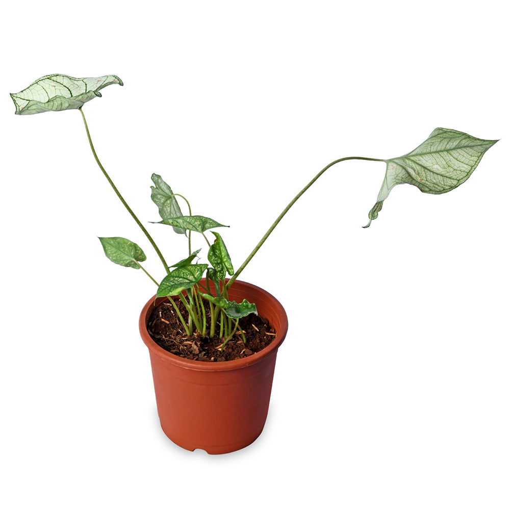 Caladium Red Dottie