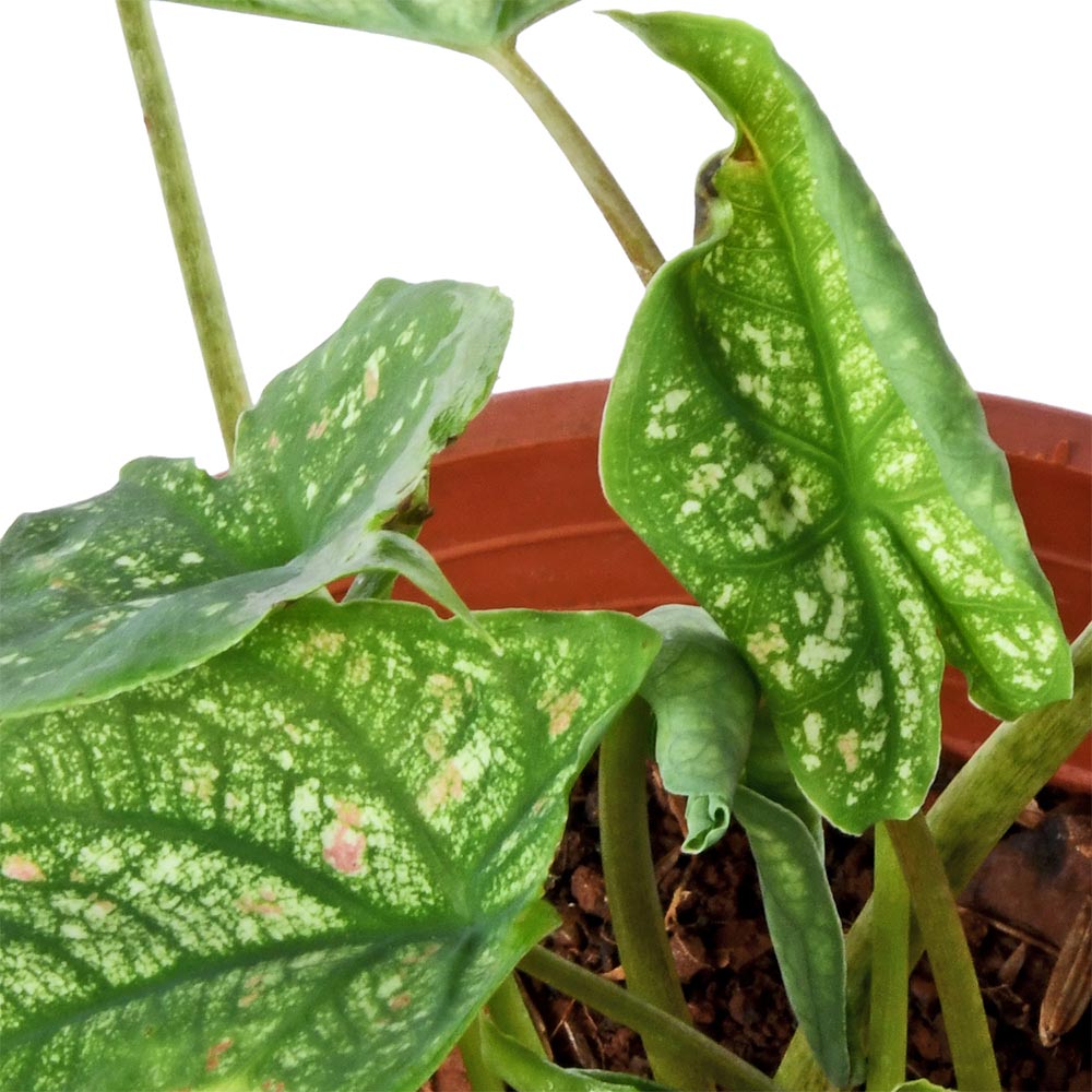 Caladium Red Dottie