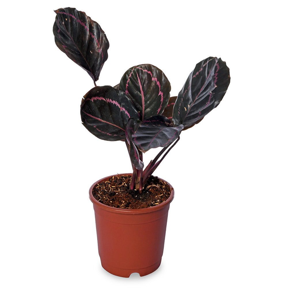 Calathea Roseopicta Dottie Live Plant