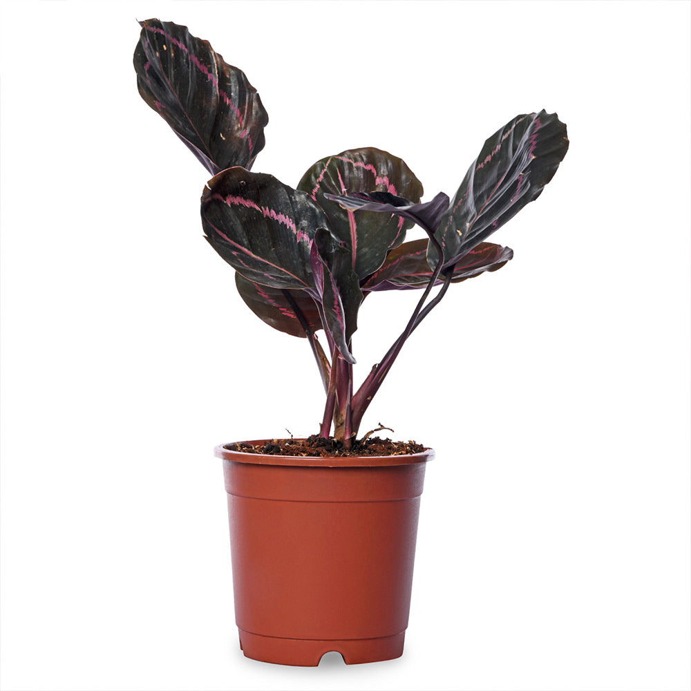 Calathea Roseopicta Dottie Live Plant