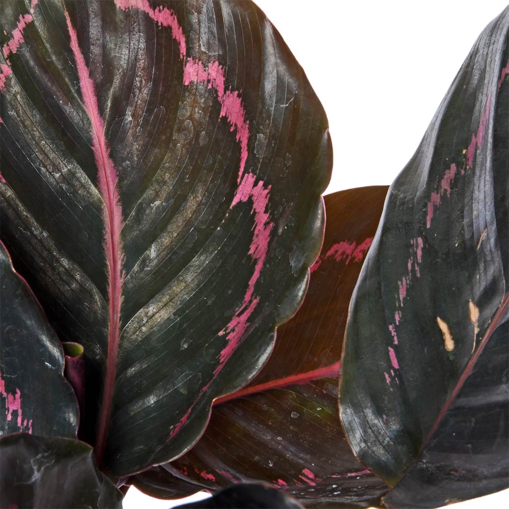 Calathea Roseopicta Dottie Live Plant