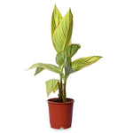 Canna Lily