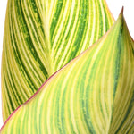 Canna Lily