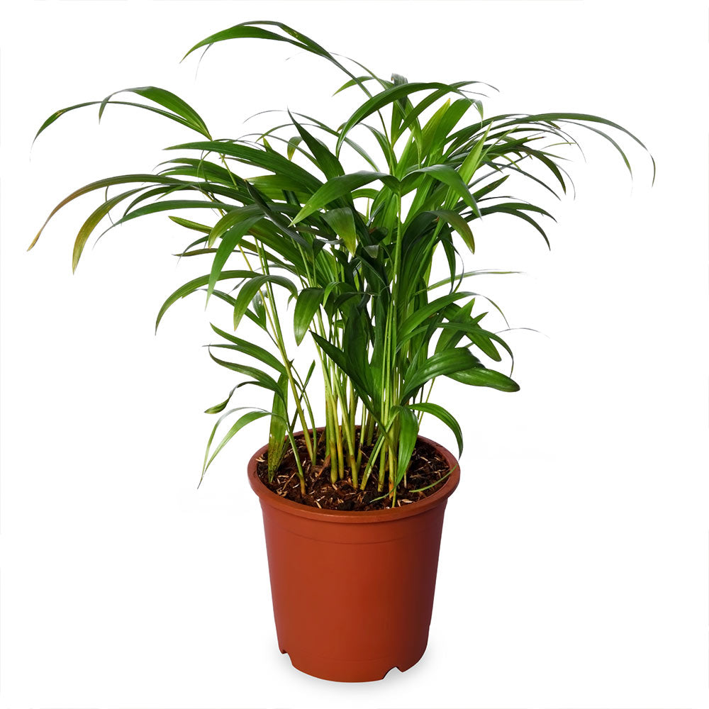 Chamedorea Elegans Palm Natural Live Plant with Nursery Pot