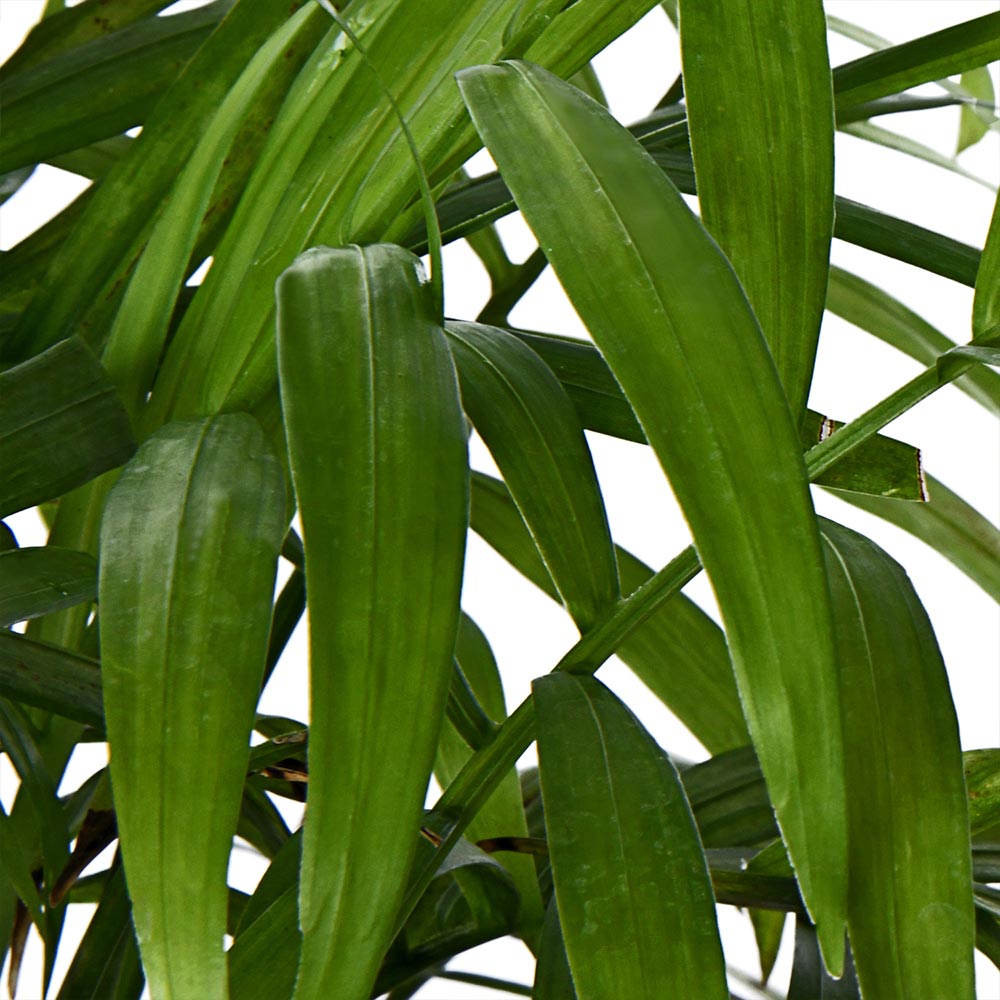 Chamedorea Elegans Palm Natural Live Plant with Nursery Pot