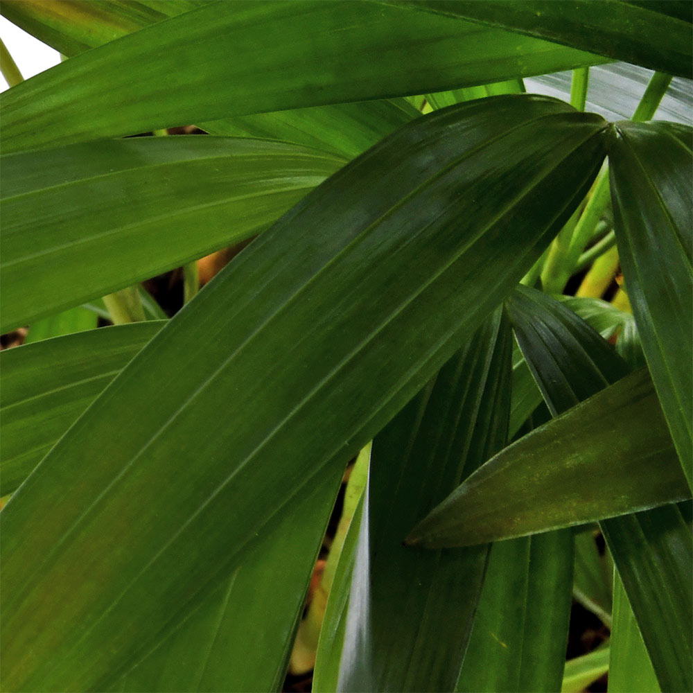 Chamedorea Elegans Palm Natural Live Plant with Nursery Pot