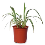Chlorophyttum Laxum