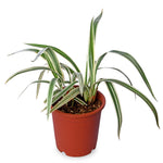 Chlorophyttum Laxum
