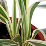 Chlorophyttum Laxum