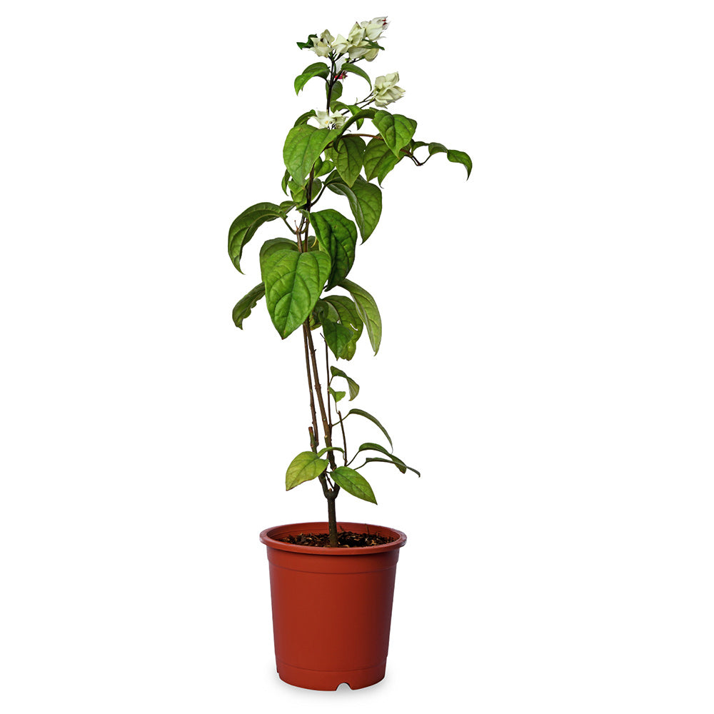 Clendrendron Thompsoniae