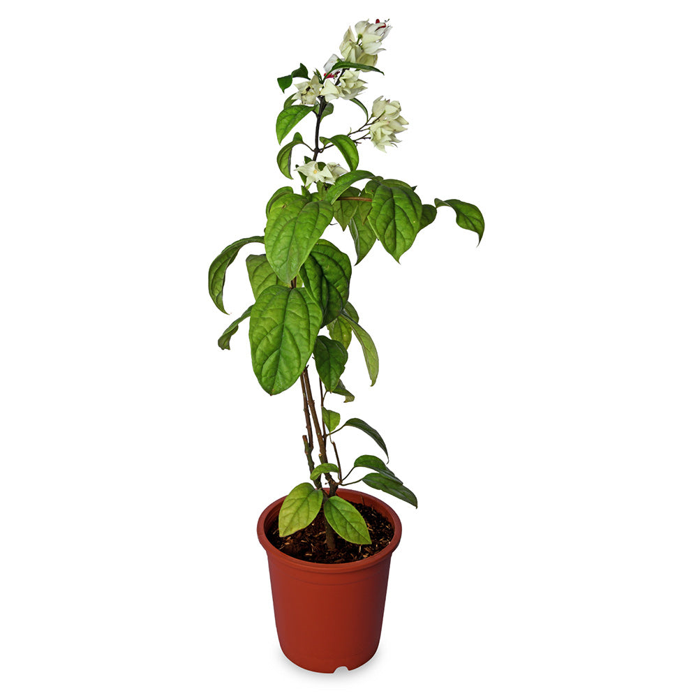 Clendrendron Thompsoniae