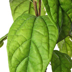 Clendrendron Thompsoniae