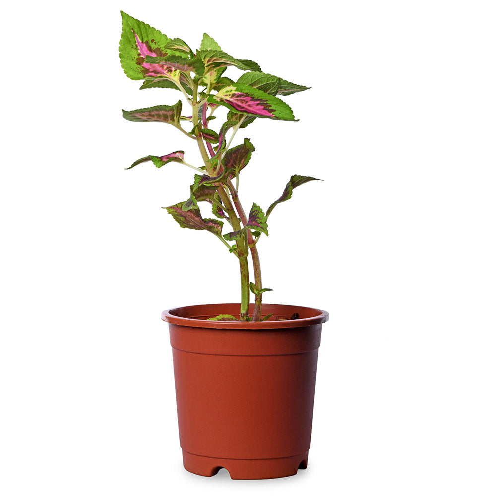 Coleus Green